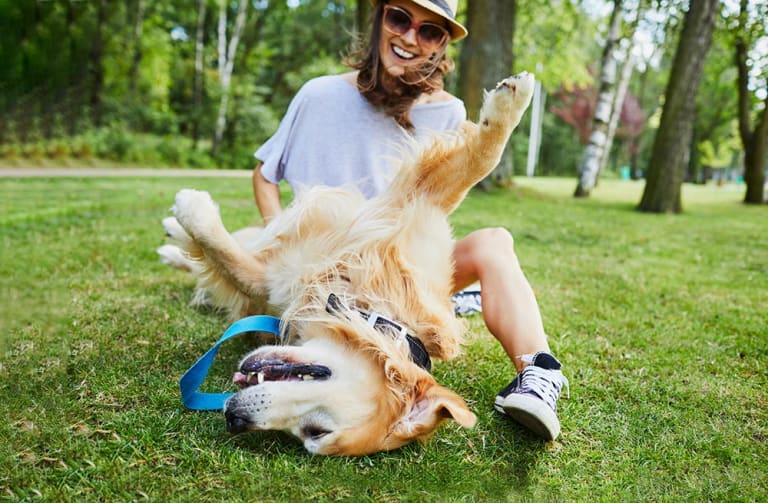 Dog Park