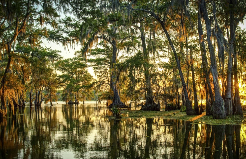 Louisiana Swamp