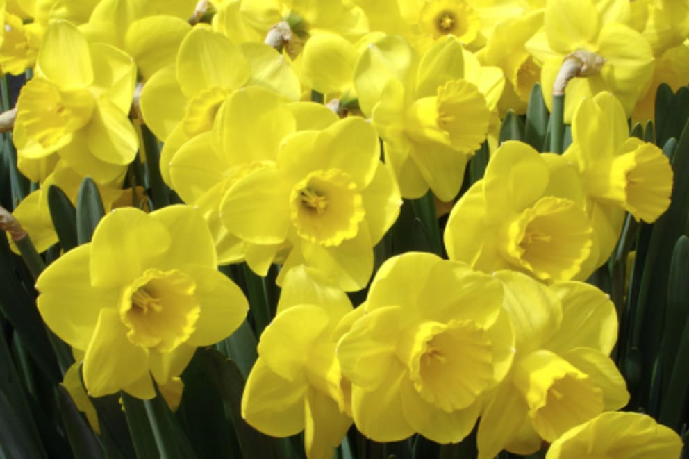 Nantucket Daffodil Festival