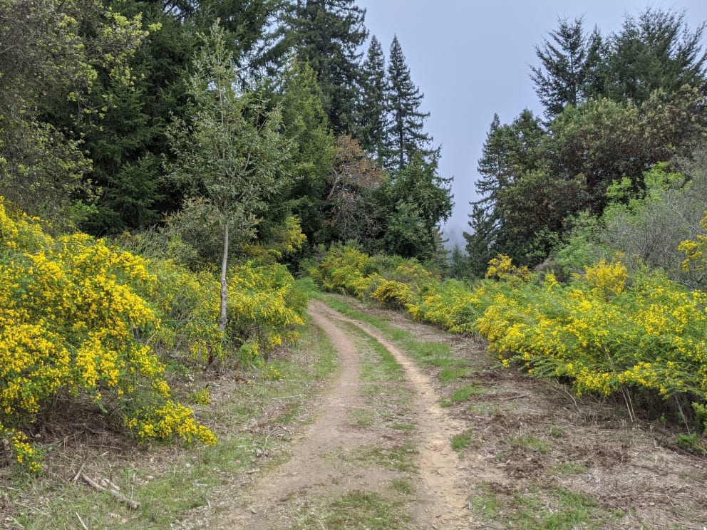 Loch Trail