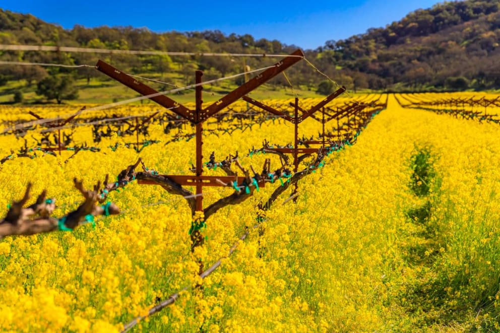 Yountville