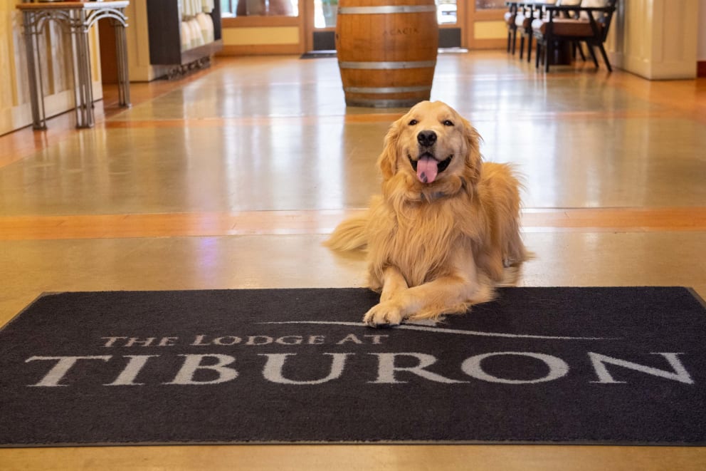 lodge-at-tiburon-social-pets-0009