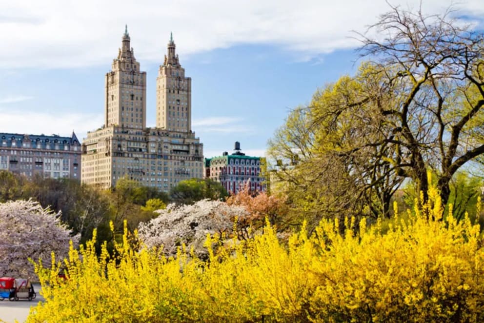 Central Park full of colorful blooming flowers in spring.