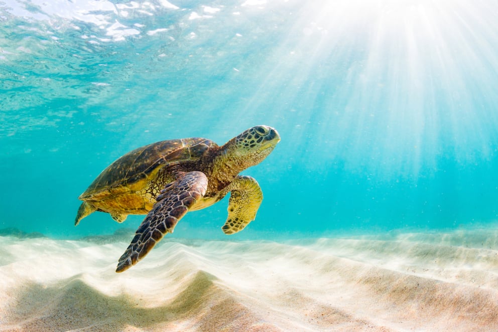 Responsible Travel: Visiting Hawai'i & the Meaning of Mālama I Ka 'Āina