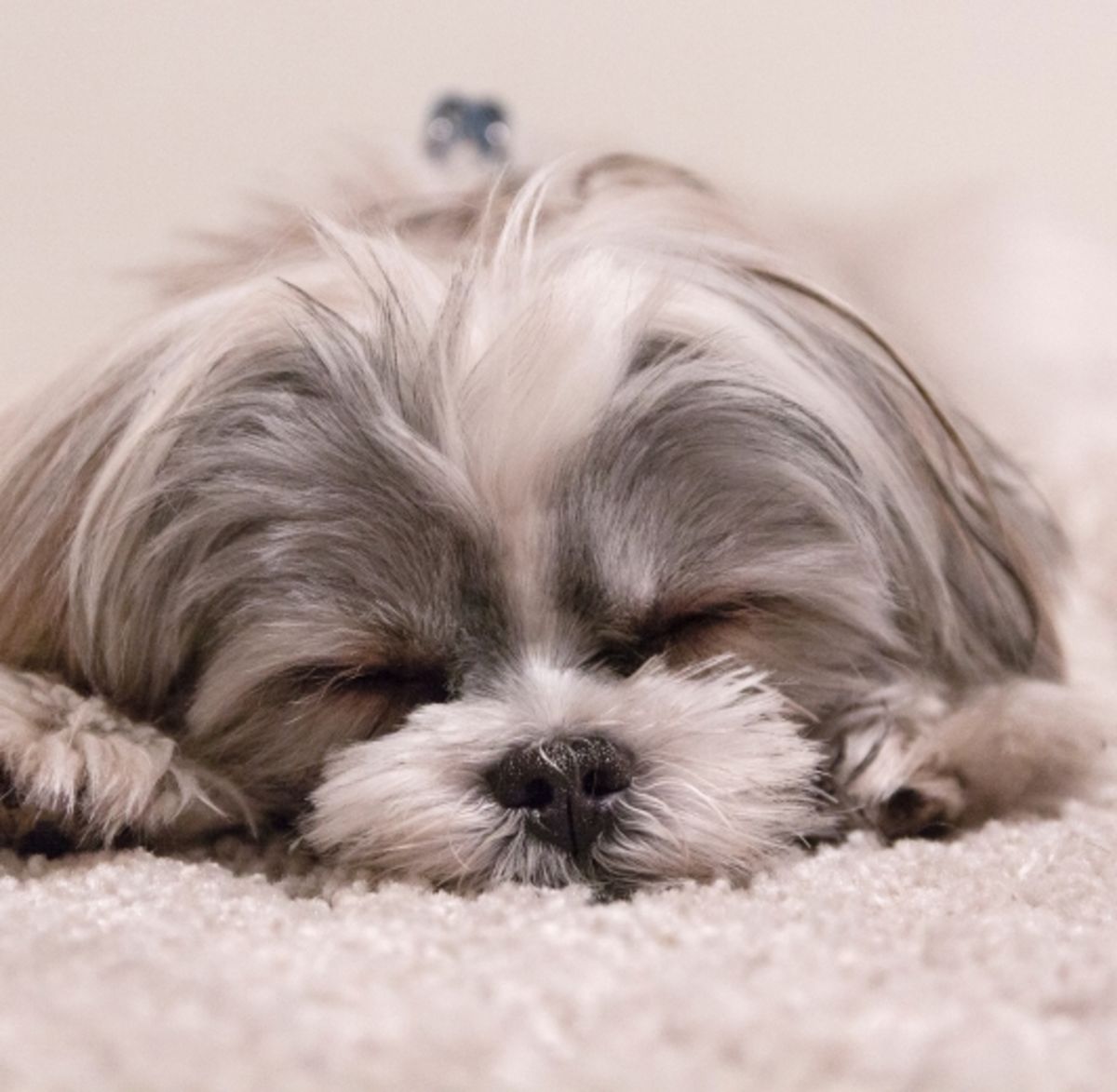 Mosaic Hotel Dog