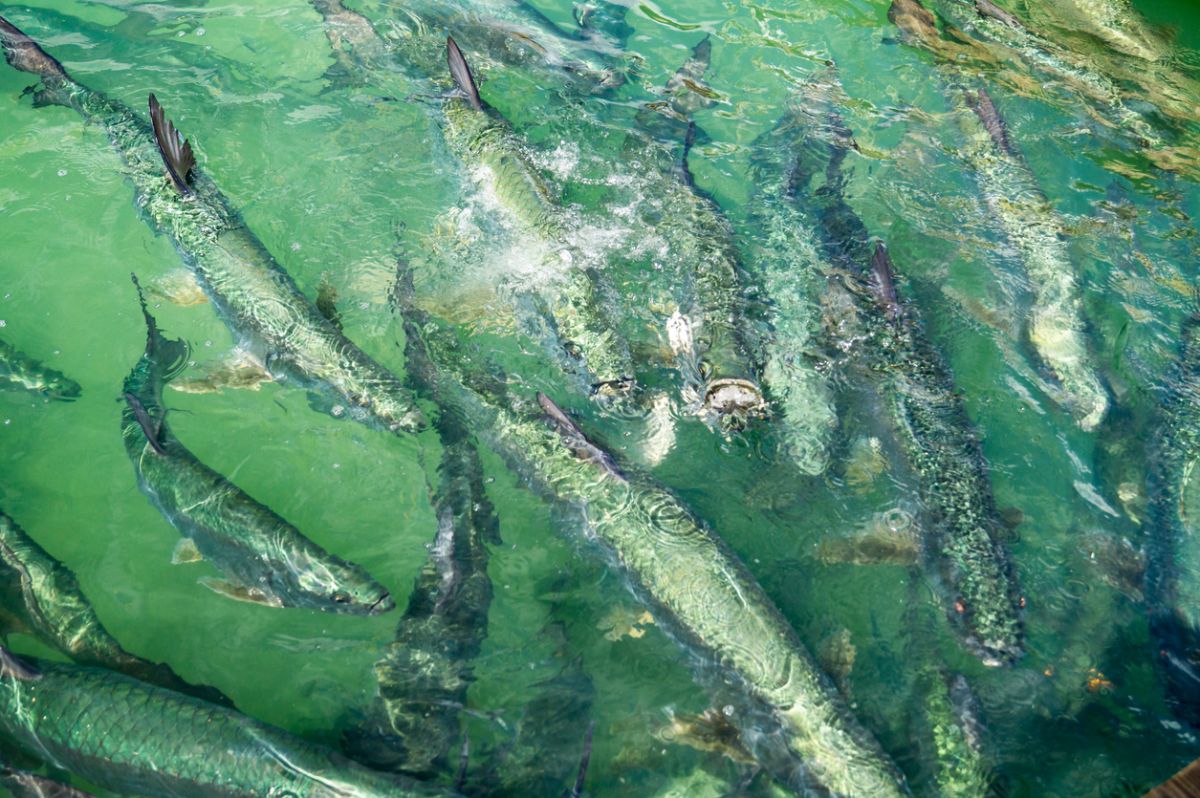 tarpon-feed