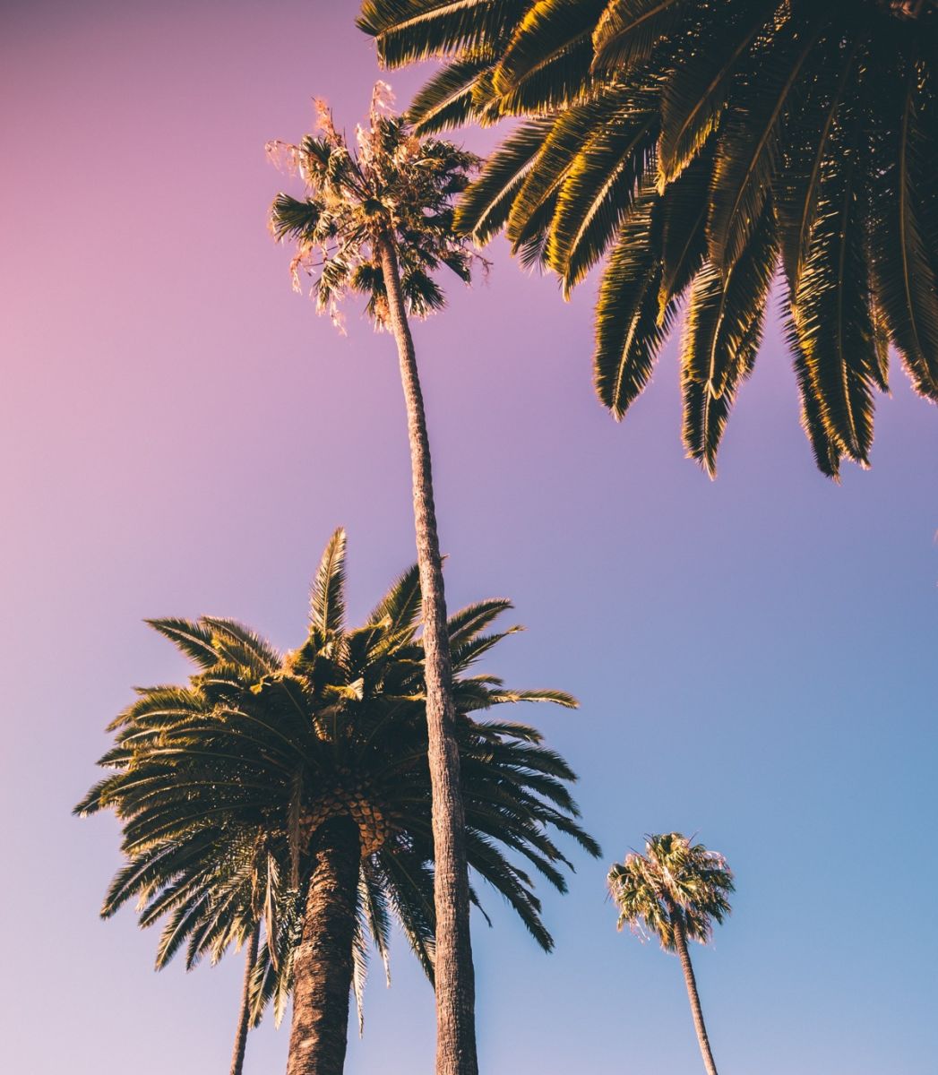 Grafton Sunset-Blvd-palms