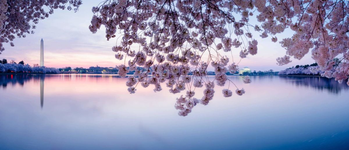 DC Blooming: Guide To The Cherry Blossoms in DC