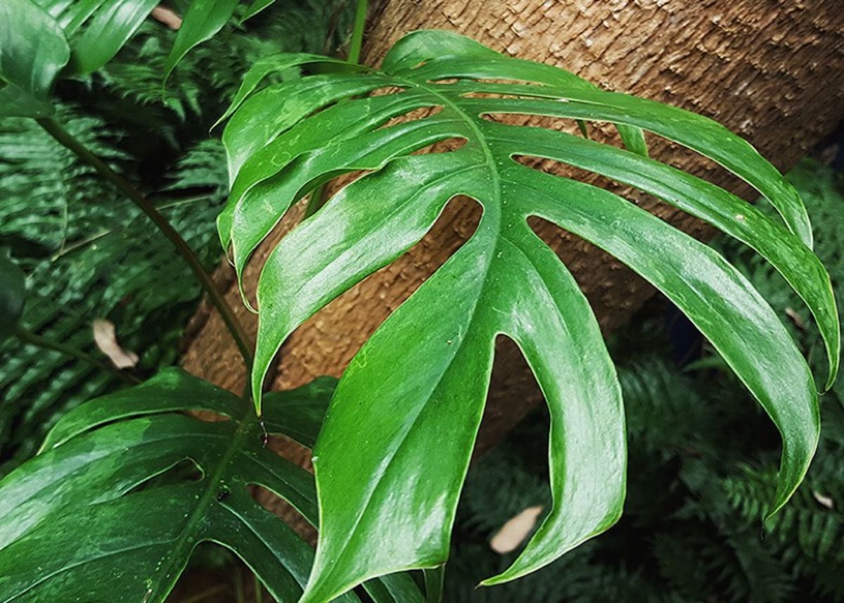 Green-leaves