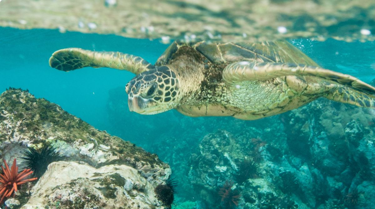 maui-beach-turtle
