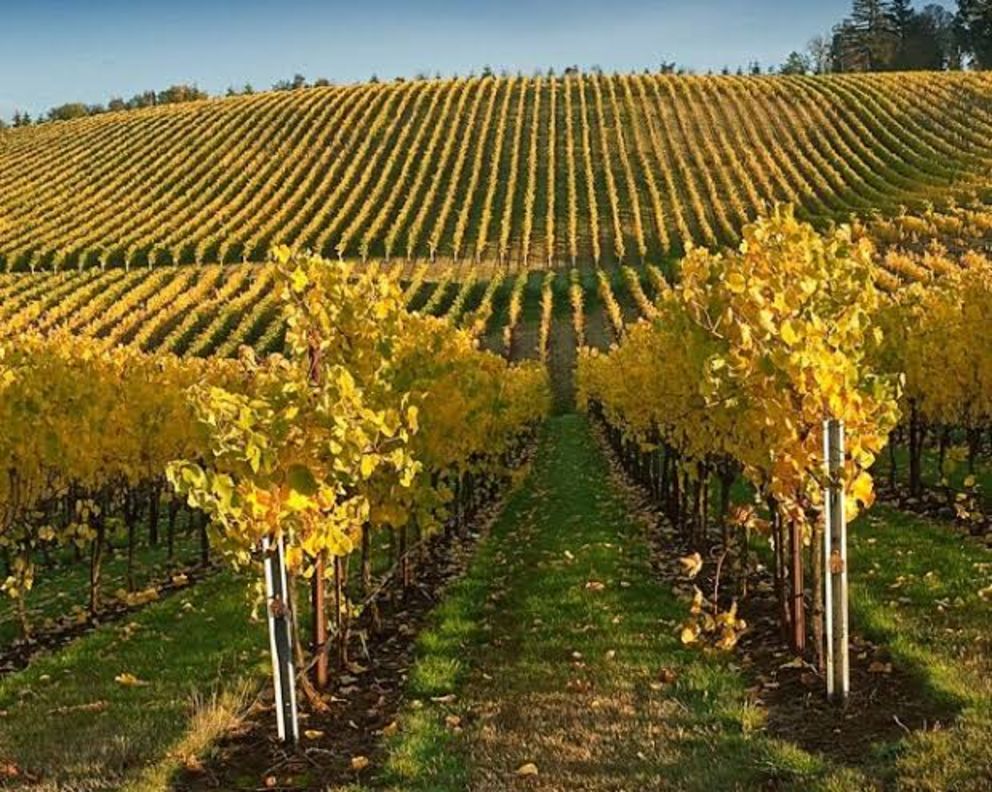 Cooper-Grand Estate Vineyard