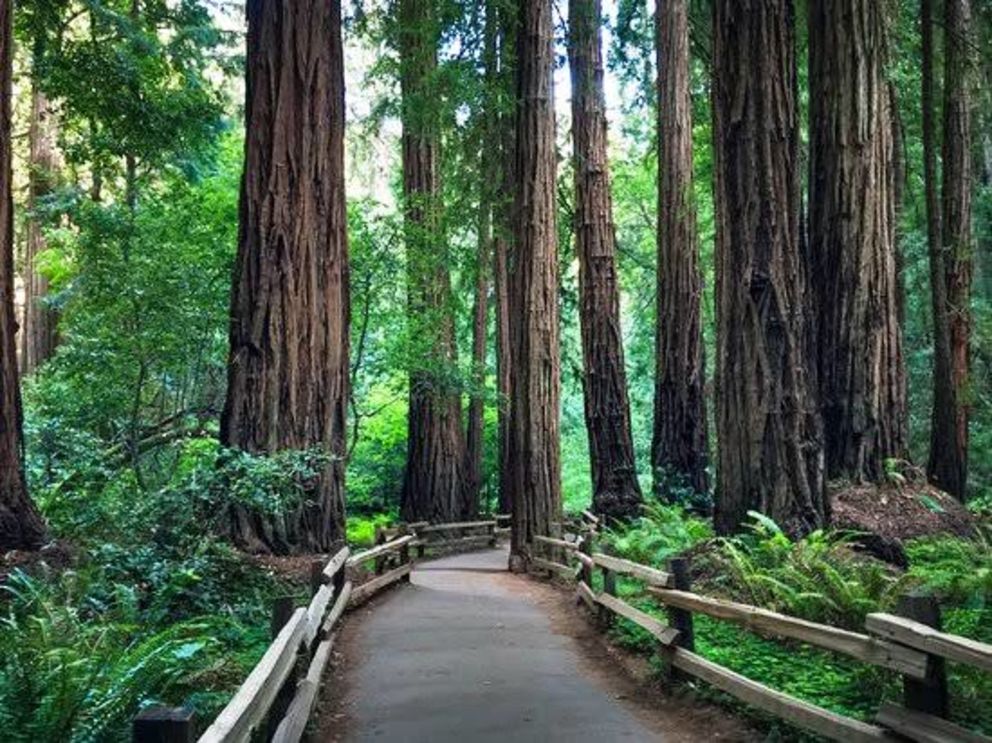Muir Woods