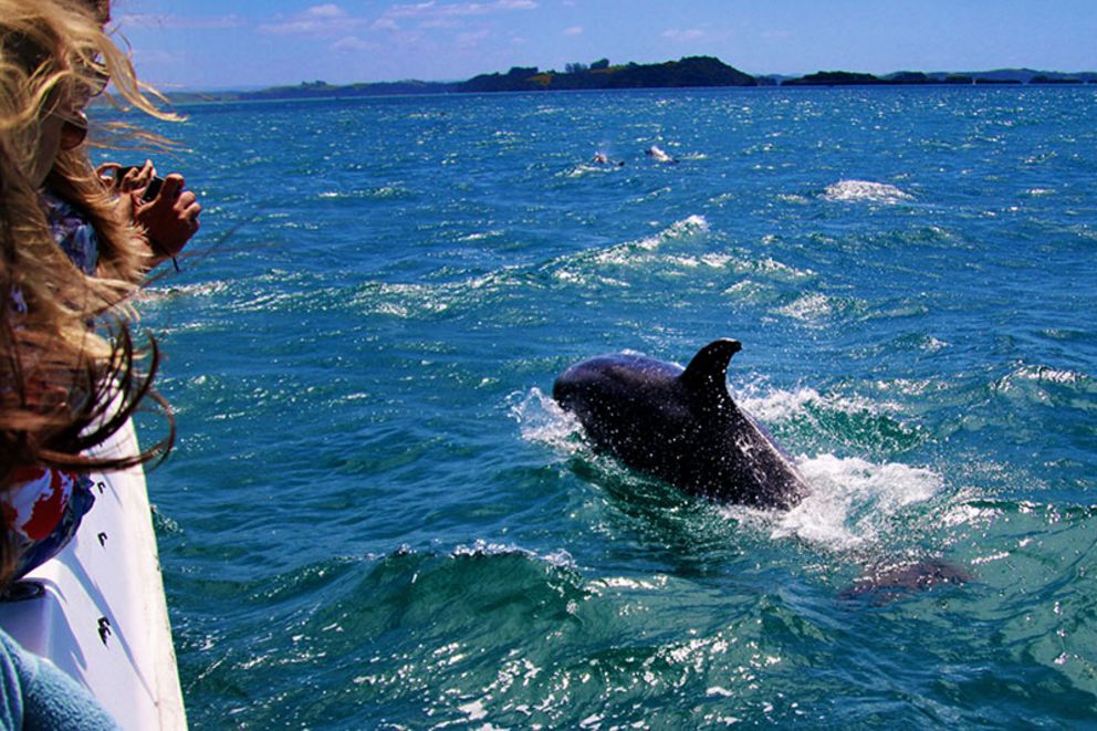 Dolphin Watching