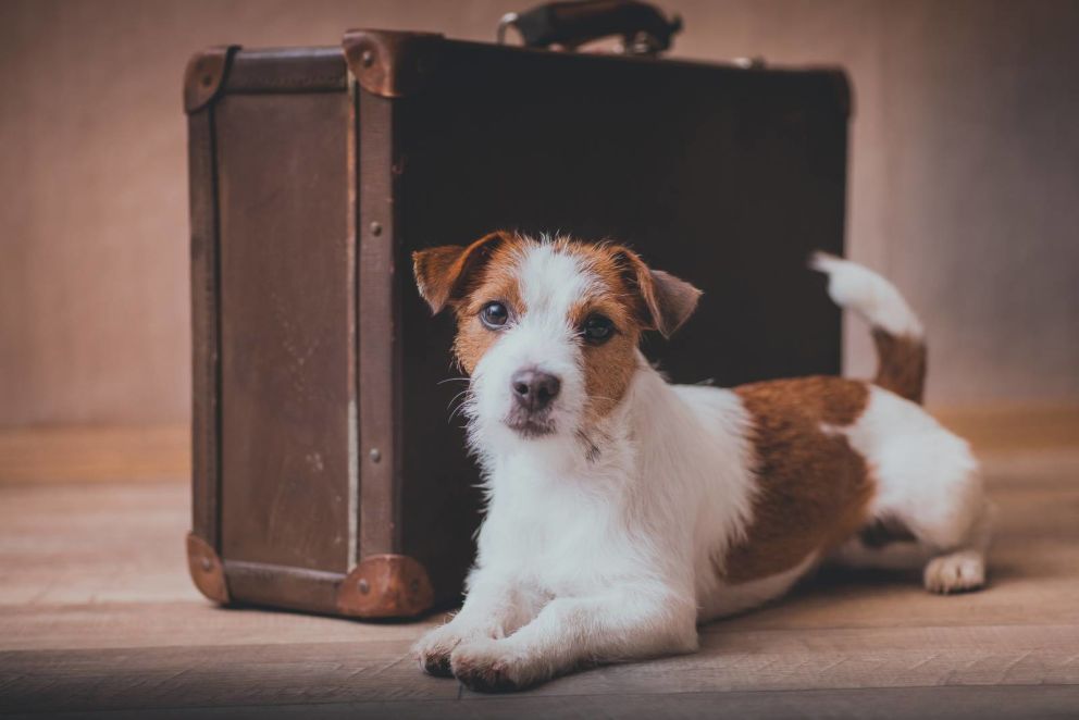 Lodge at Tiburon Pet Friendly