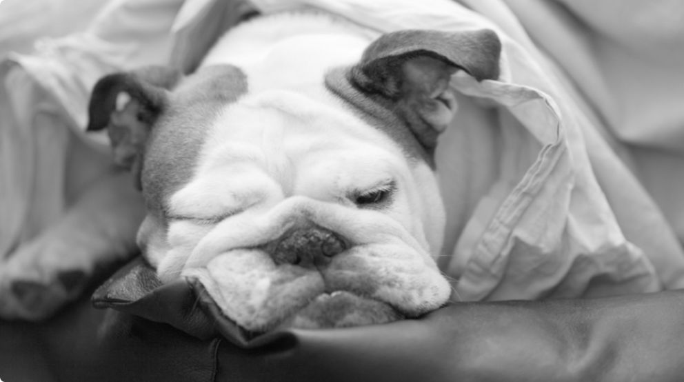 Pet-Friendly Accommodations