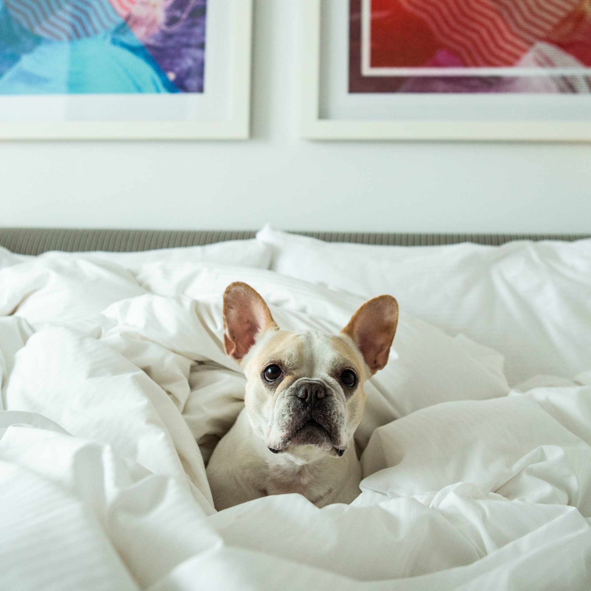 Dog in Bed with paintings fixed above the headboard.