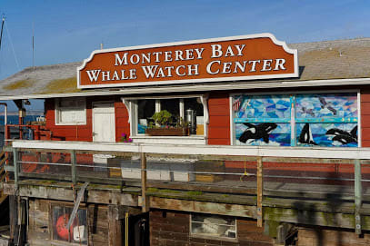 Whale Watching