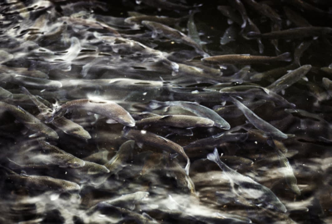 Perryville State Trout Hatchery