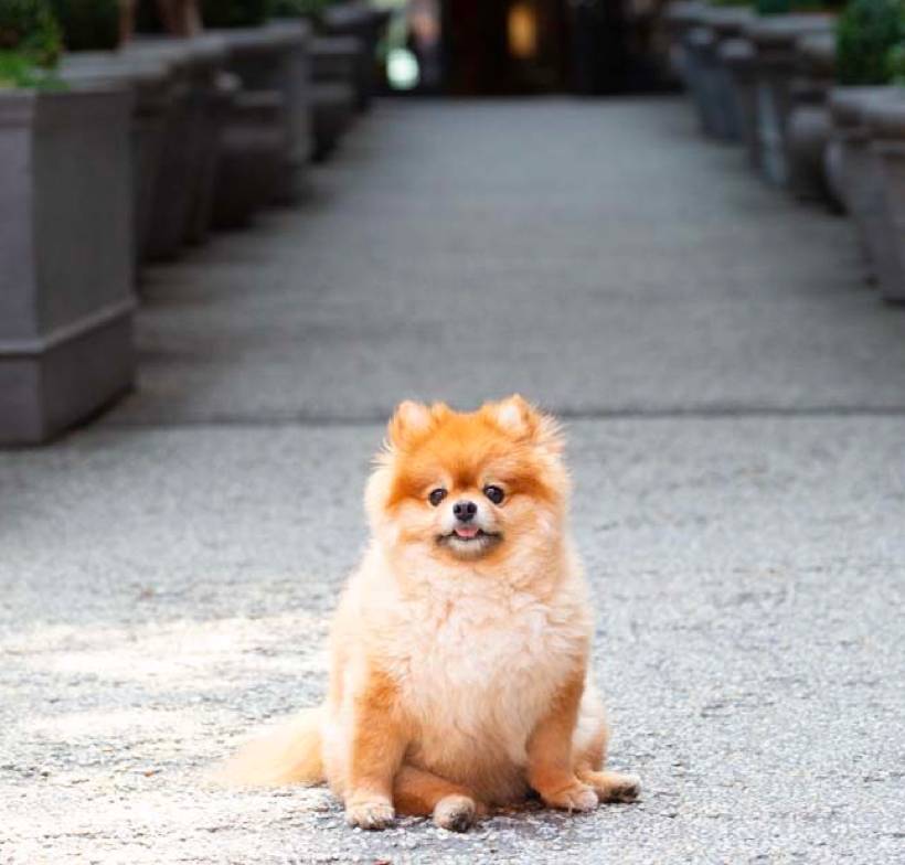Dog-in-front-of-nomo-soho