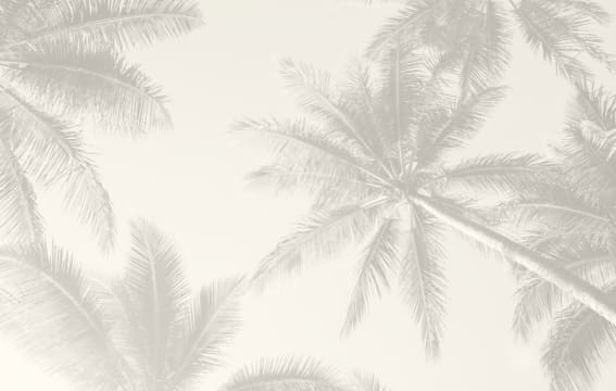 palm trees