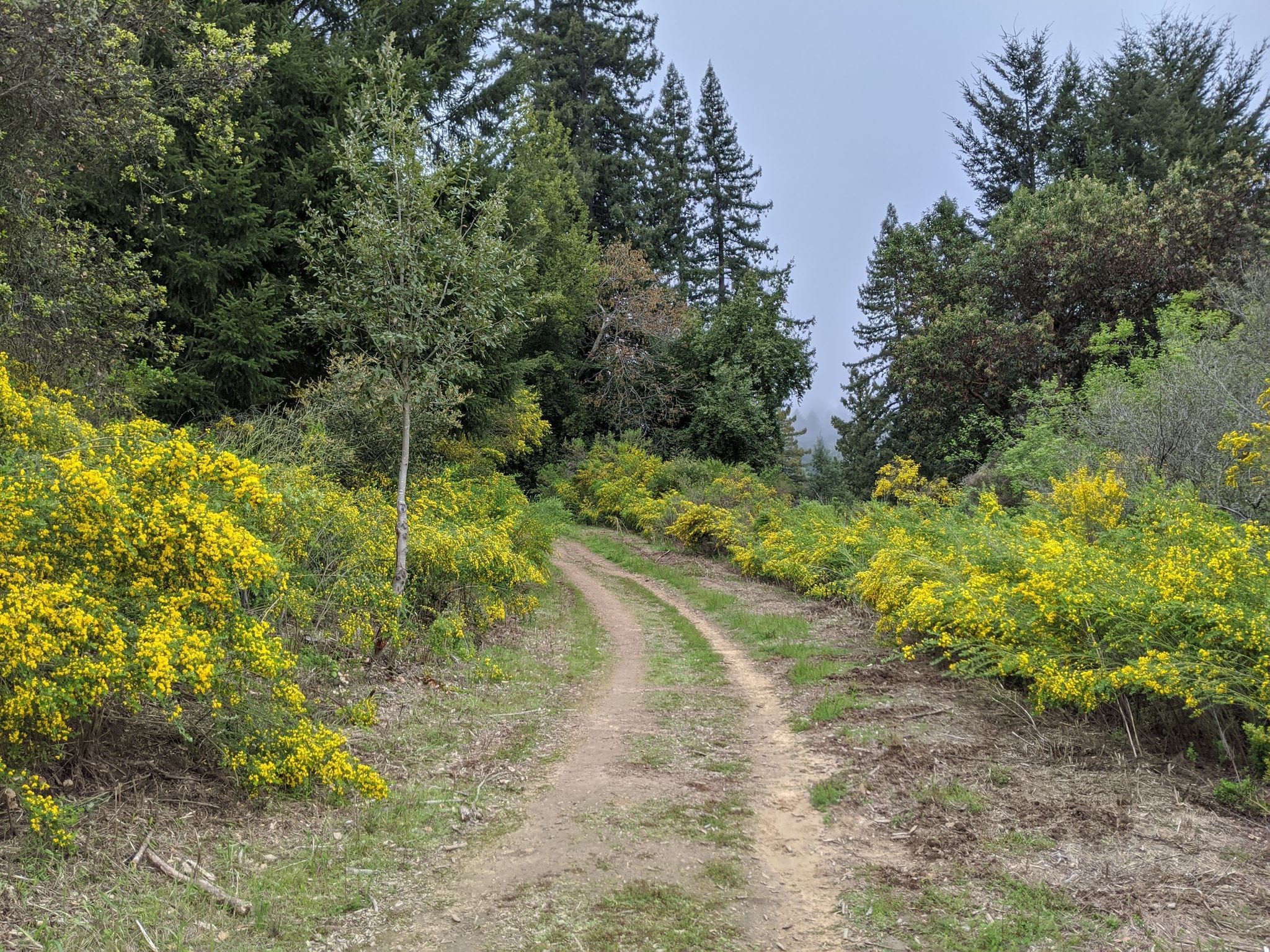 Alma Trial and Redwood Springs