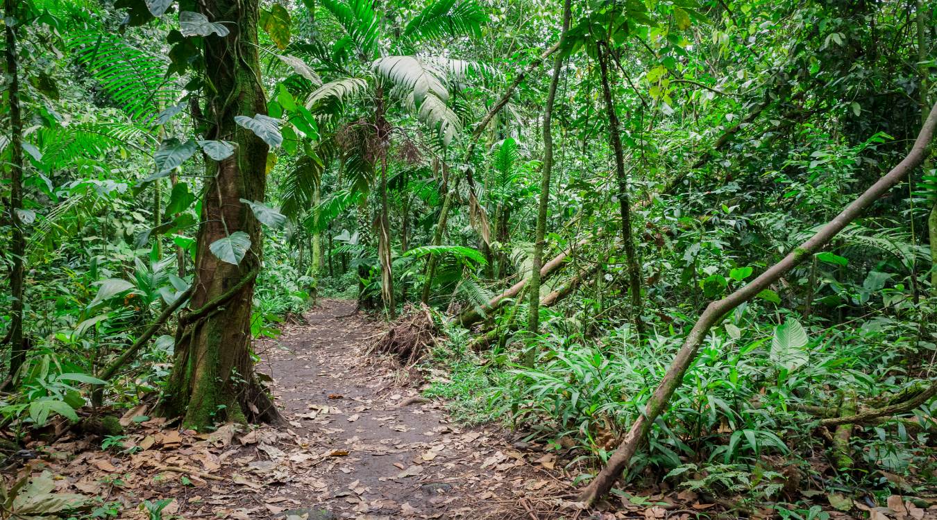 Manoa Falls Trail – 150 ft waterfall