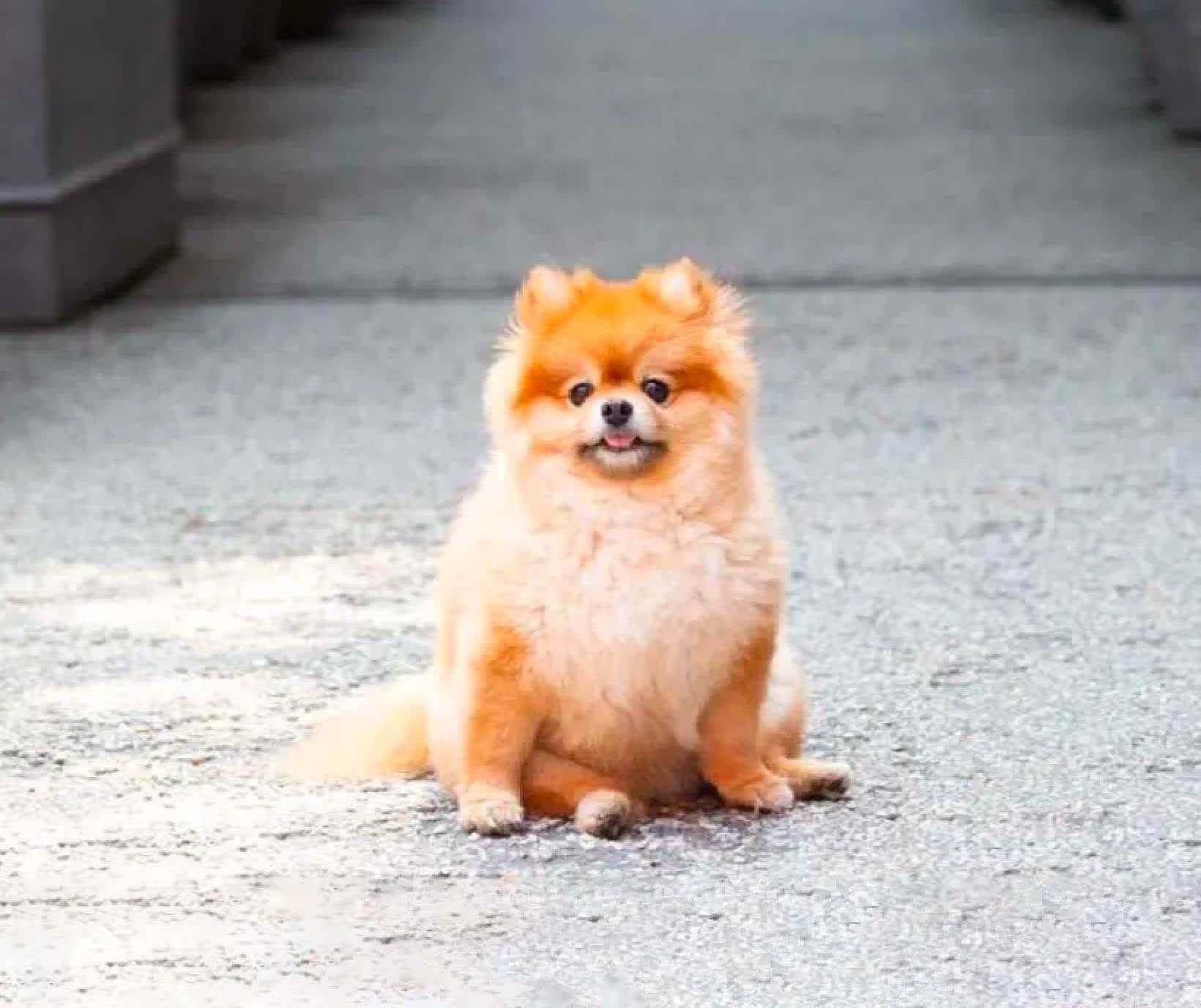 DOG FRIENDLY