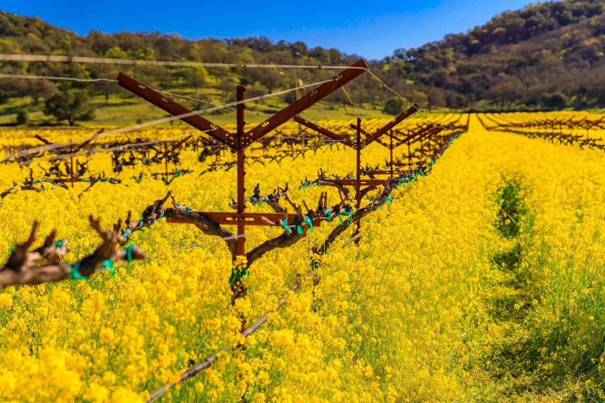 Yountville