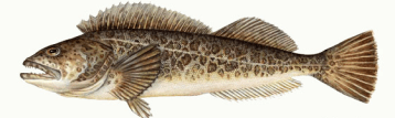 Silver Salmon