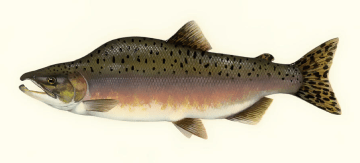 Pink Salmon