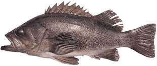 Rockfish
