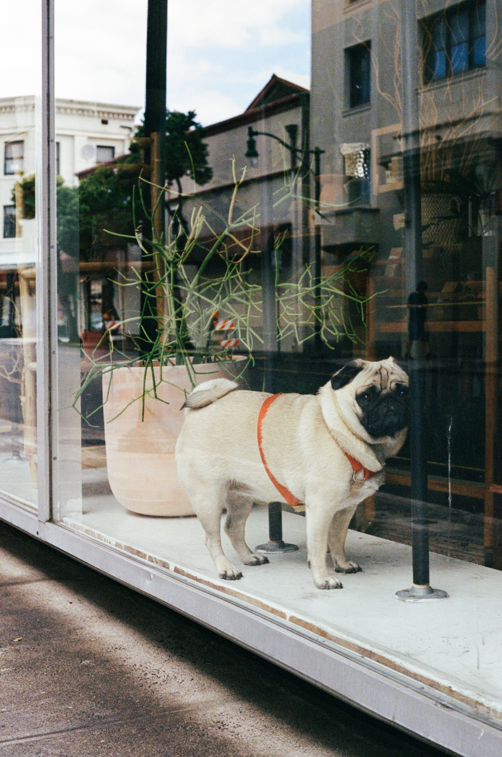 Pug in a window