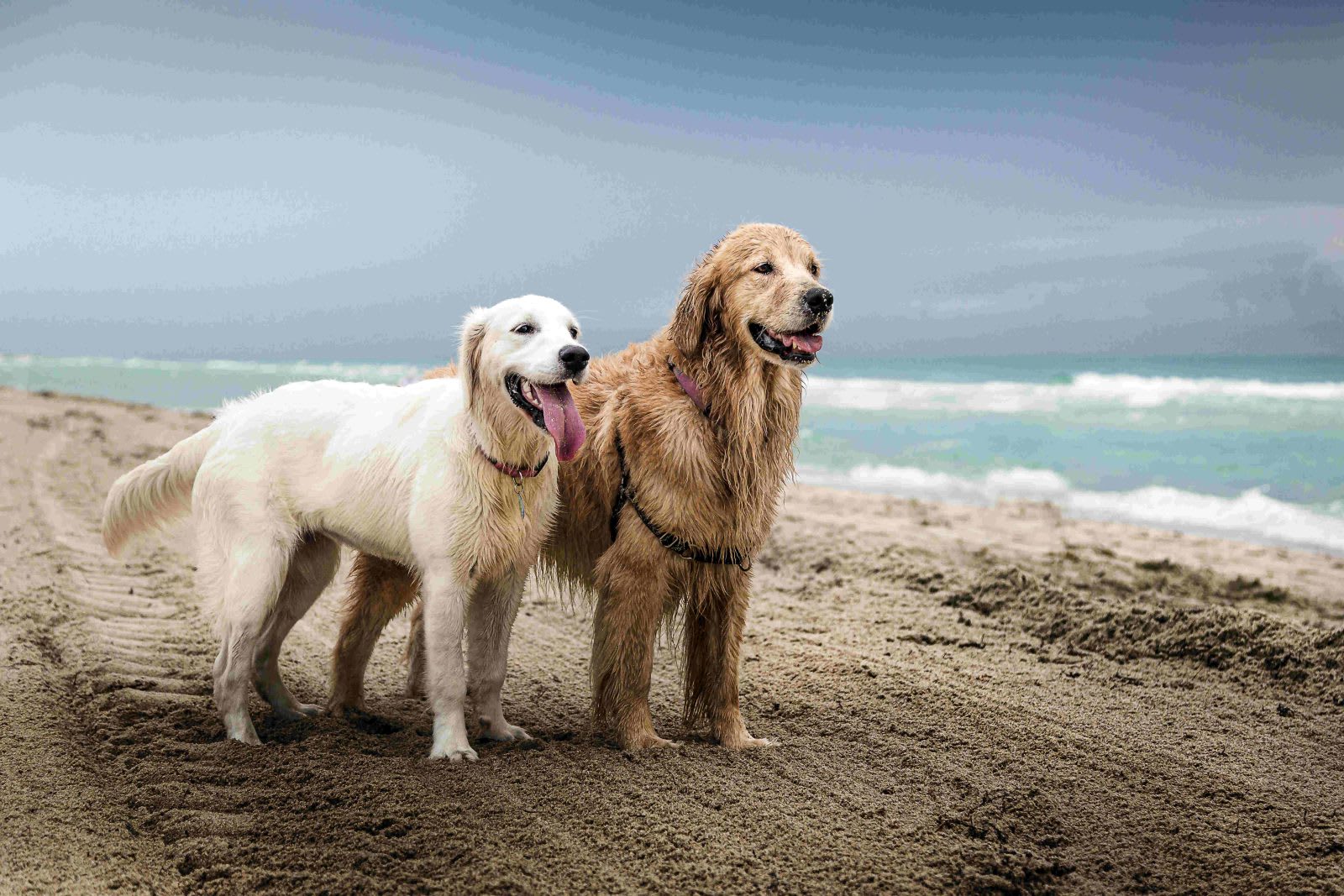 PetsOnBeach