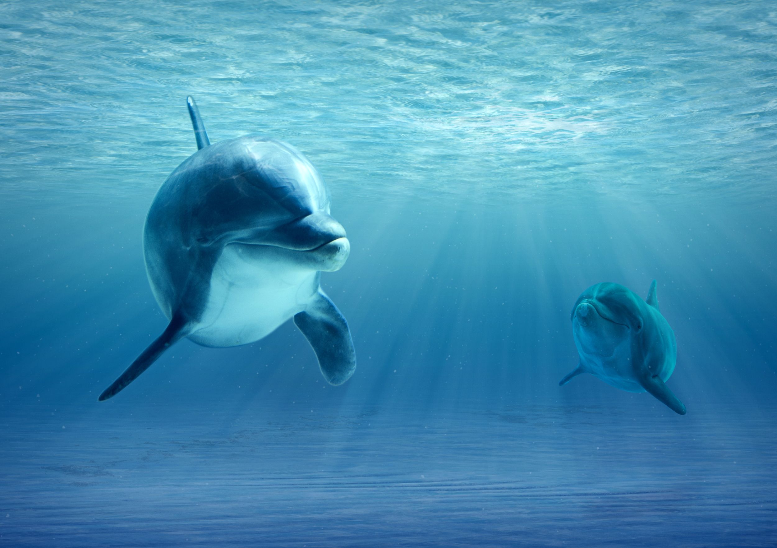 Sun...Sand...Dolphins