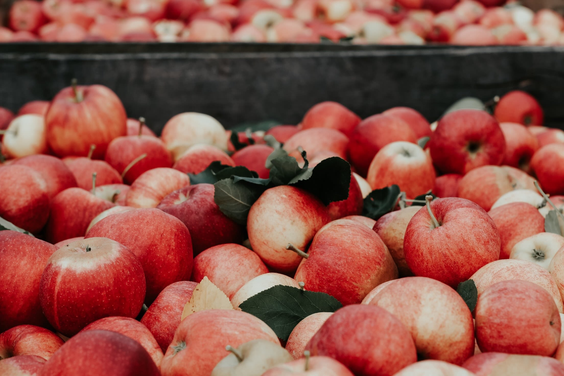 From Apple Picking to Pumpkin Pie