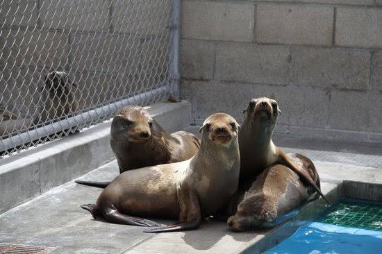Marine Mammal Center