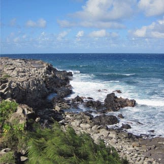 DRAGON'S TEETH