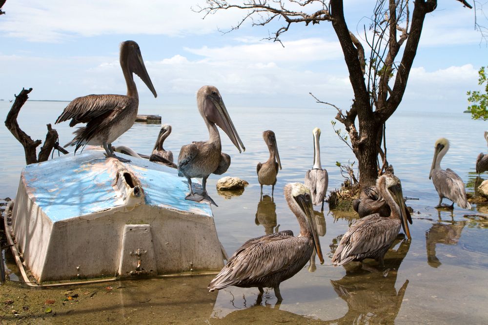 Stops Along Highway 1 for Animal Lovers: Turtle Hospital, Bird Rehab & Deer Refuge Stops Along Highway 1 for Animal Lovers: Turtle Hospital, Bird Rehab & Deer Refuge