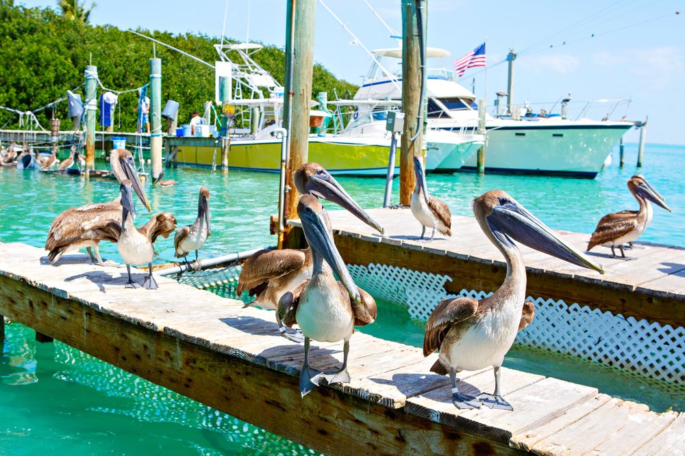 Save Your Appetite for the Florida Keys Seafood Festival Save Your Appetite for the Florida Keys Seafood Festival