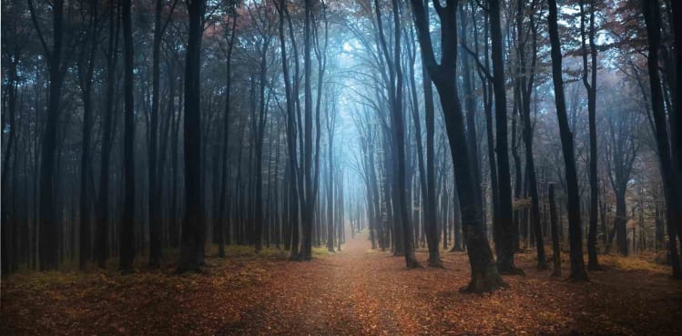 Dibalik Keindahan Hutan-hutan ini, Ternyata Memiliki Kisah Menyeramkan