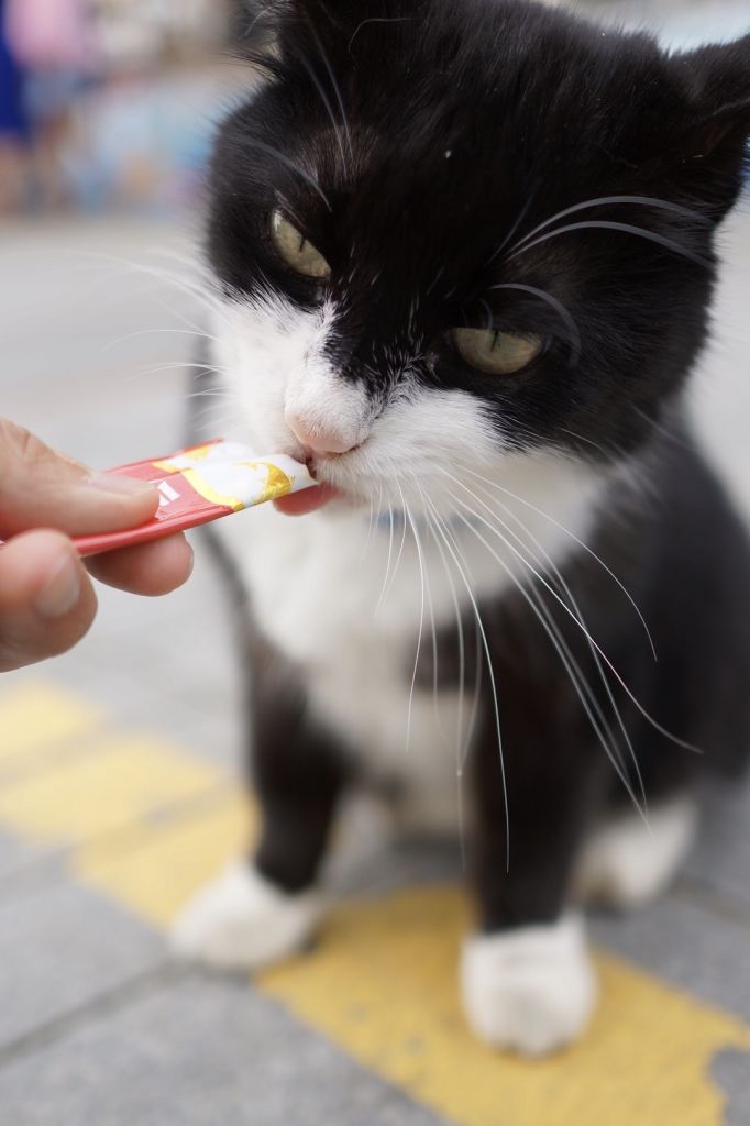 친해지기 성공, 챱챱챱-