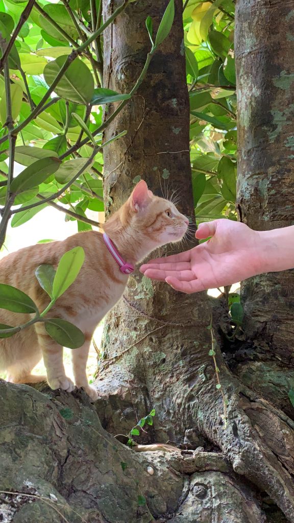 가로수길 나무 사이로 나타난 치즈 냥이