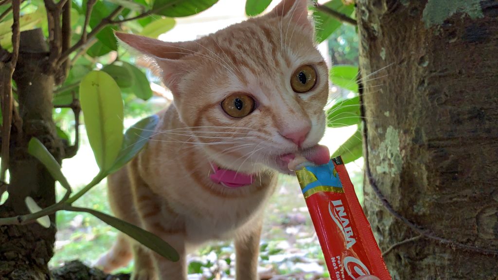 낼름낼름 챱챱챱, 맛있냐옹?