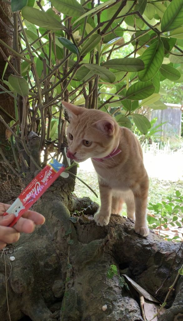마지막 한 방울까지도 챱챱