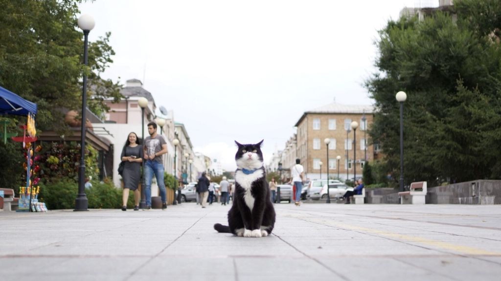 아르바트 거리에 턱시도 냥이가 나타났다!