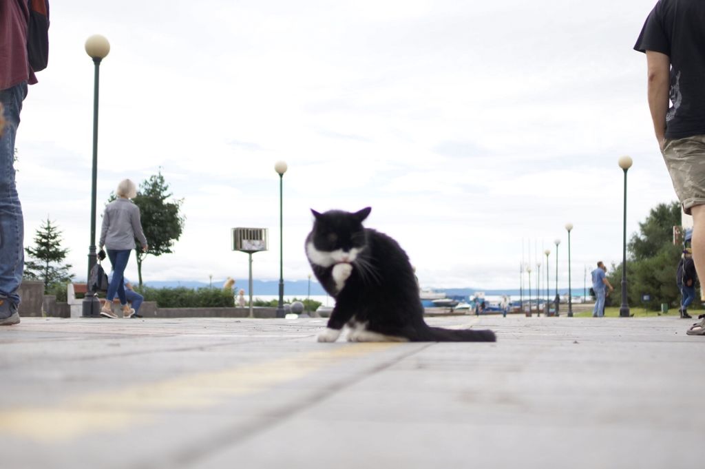 맛있게 먹었냥?