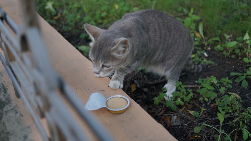 이번엔 멋진 회색 냥이, 미니캔을 따주었어요.