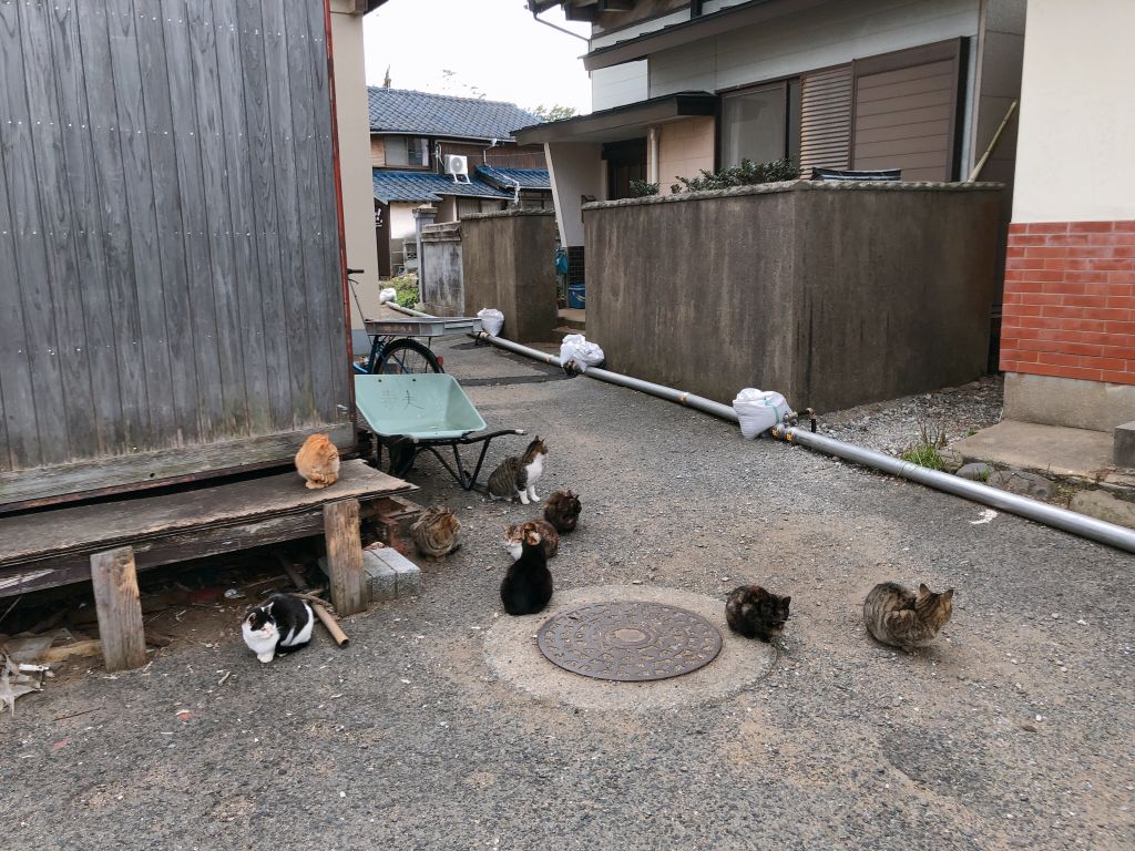 섬 여기저기에 고양이가 냥글냥글 모여있는걸 볼 수 있어요.