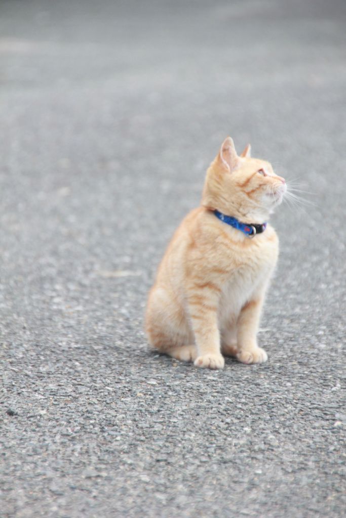 호기심 가득한 아기 고양이를 만났어요.