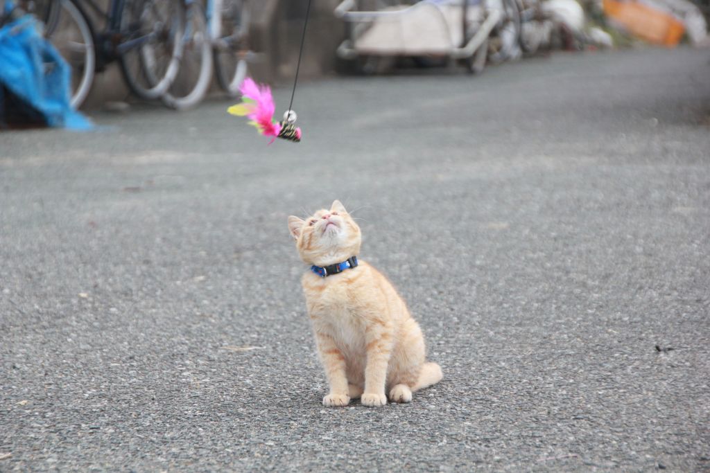 화려한 장난감을 보고 눈을 떼지 못하네요.